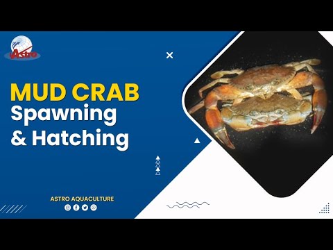 , title : 'Mud Crab Spawning & Hatching - Astro Aquaculture'