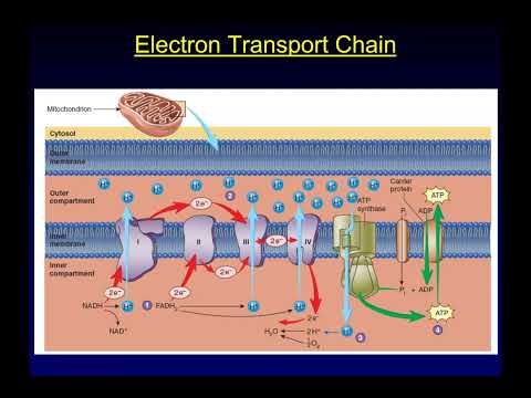 L17   Metabolism IV