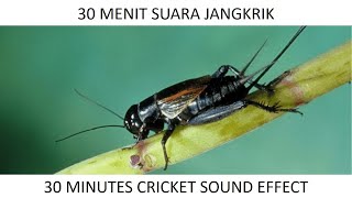 Download lagu 30 Menit Suara Jangkrik - 30 Minutes Cricket Sound Effect mp3
