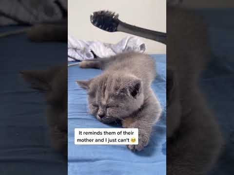 סרטון מקסים: מה קורה כשמלטפים חתול עם מברשת שיניים?