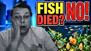 Beginner Fish Tank Routine to Avoid Fish Death