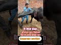 Cesarean Section In Buffalo L Dr Umar Khan