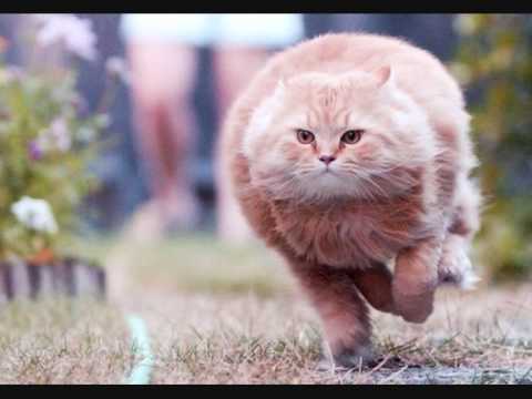 Dr Yugo Mister Kingsize Le papapa style