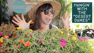 Portulaca - growing// how to//planting//seeding//roots//watering//succulents