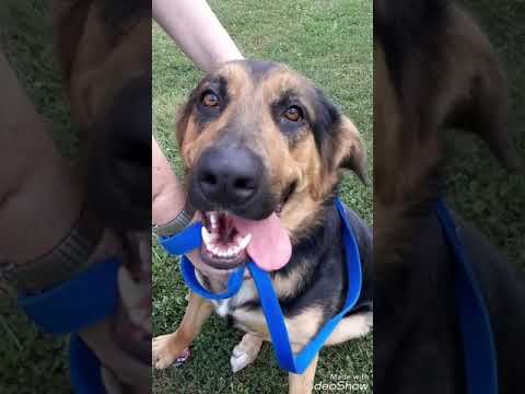 Zoey (Pam's foster), an adopted German Shepherd Dog & Bernese Mountain Dog Mix in Kittanning, PA_image-1