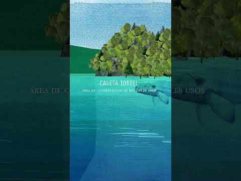Mes del Mar | Caleta Tortel