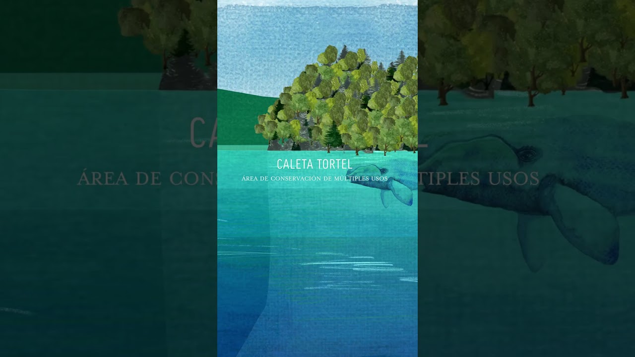 Mes del Mar | Caleta Tortel