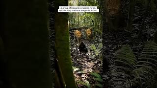 Download lagu IMPOSSIBLE RESCUE: Saving Baby Gorilla From Leopards! 🦍🐆😱 mp3 Download lagu IMPOSSIBLE RESCUE: Saving Baby Gorilla From Leopards! 🦍🐆😱 mp3