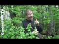 How to Control Garlic Mustard Plants
