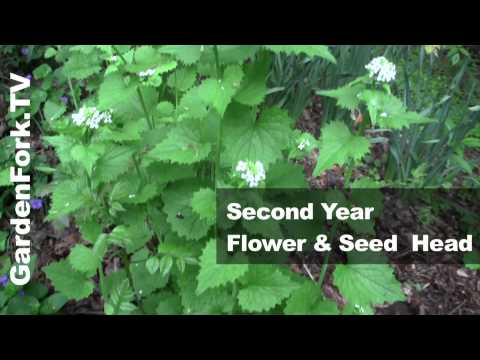 download lagu mp3 mp4 Foraging Garlic Mustard, download lagu Foraging Garlic Mustard gratis, unduh video klip Foraging Garlic Mustard