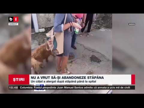 NU A VRUT SA-SI ABANDONEZE STAPANA - UN CATEL A ALERGAT DUPA STAPANA LUI PANA LA SPITAL_Stiri B1