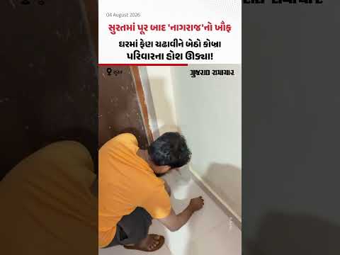 Suratમાં પૂર બાદ 'નાગરાજ'નો ખૌફ! ઘરમાં ફેણ ચઢાવીને બેઠો કોબ્રા, પરિવારના હોશ ઊડ્યા! Suratમાં પૂર બાદ 'નાગરાજ'નો ખૌફ! ઘરમાં ફેણ ચઢાવીને બેઠો કોબ્રા, પરિવારના હોશ ઊડ્યા!