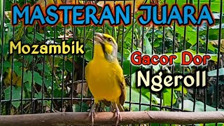 Download lagu Mozambik Gacor Ngeroll Suara Jernih. mp3 Download lagu Mozambik Gacor Ngeroll Suara Jernih. mp3