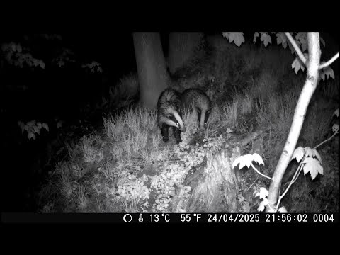 Jezevci, Badgers, Blaireaux, Dachse, Borsuki, Luak, Texugos, Tejones, Porsuk, Badgers