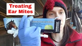 How to Treat Ear Mites