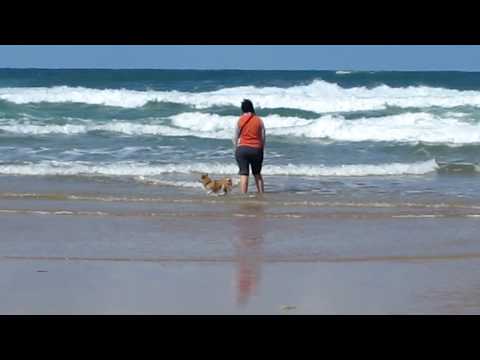 Shiba Playa do Gincho