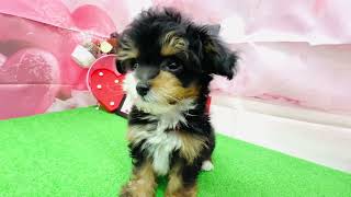 ハーフ犬の動画01