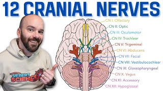 12 Cranial Nerves