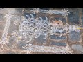 Rathasapthami Easy Ratham Simple Ratham Kolam Ratham Muggu