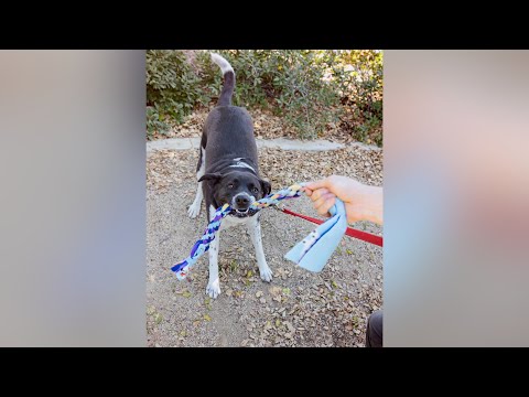 Pollypalooza: L.A. shelter throws festival for longest-stay dog, Polly