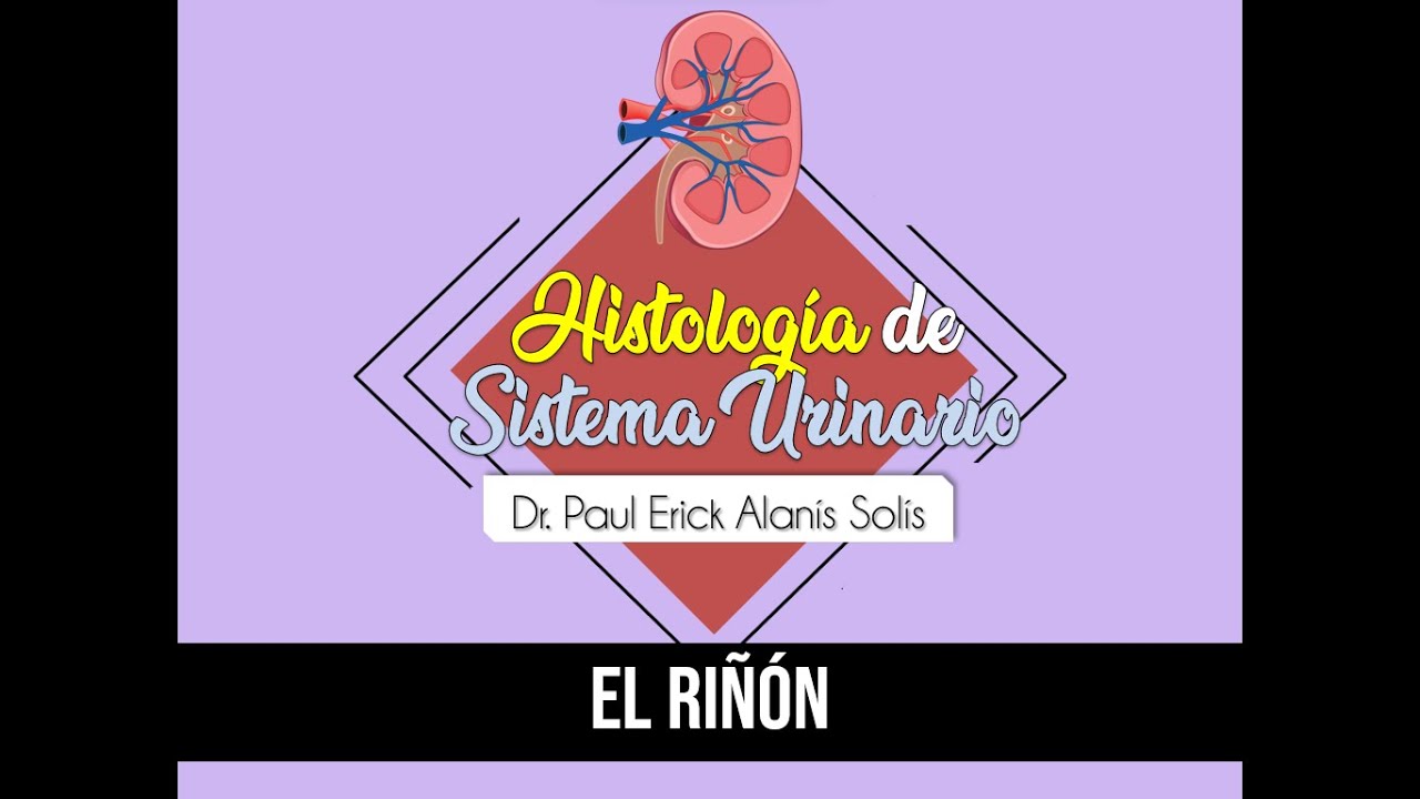 Histología de riñón 1 - Estructura general