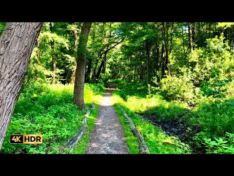 4k, 60 FPS - Sunny Day Walk - Forest Trail in Germany with lovely birdsong