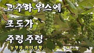 고추하우스에 포도가 주렁주렁