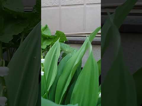 スズランを地植えや鉢に植える時期と方法は？  庭園