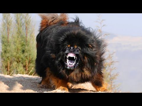 ILLEGAL Dogs That Are BANNED Around The World!
