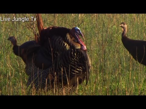 turkey flying in the forest | Live Jungle Tv