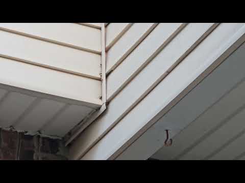 Above the Front Porch Are Yellow Jackets in...