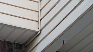 Watch video: Above the Front Porch Are Yellow Jackets in Spotswood, NJ