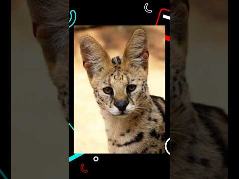 5 DATOS Curiosos del Gato Ashira!.