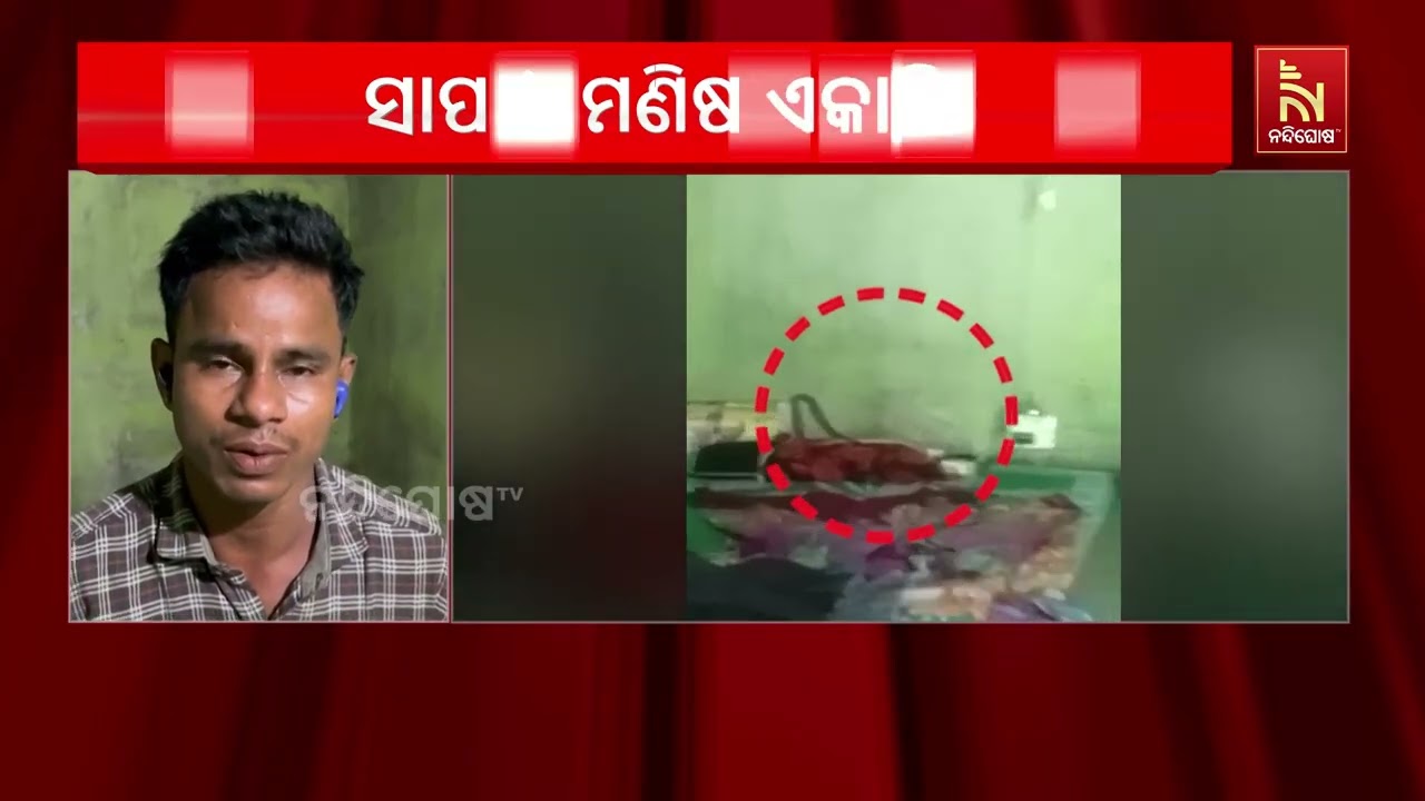 ଗୋଟିଏ ଘରେ ସାପ-ମଣିଷ ; ୬ ମାସ ଧରି ଏକାଠି ବିତୁଛି ଜୀବନ
