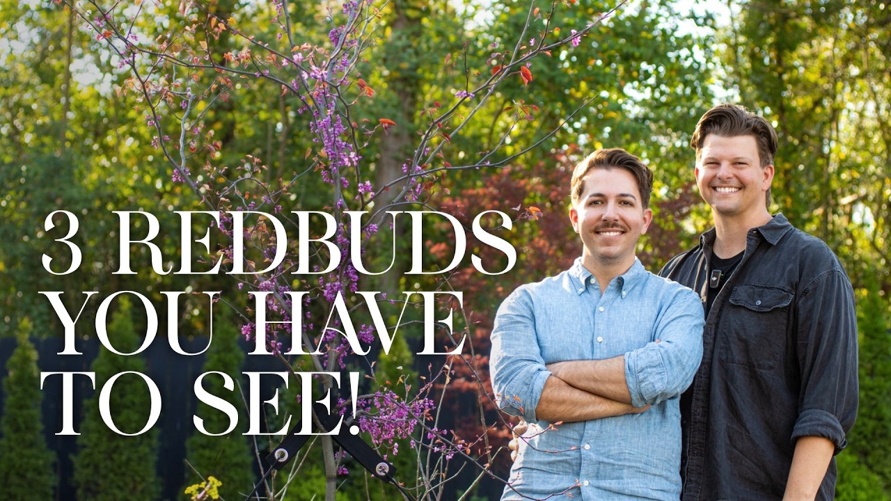 3 Unique Redbud Trees You Should Plant | Gardener in Love