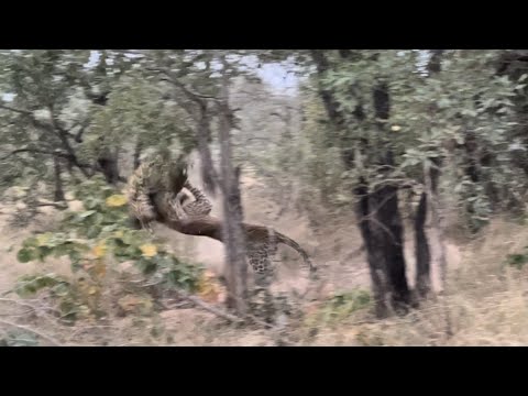 Male leopard attacks his son!