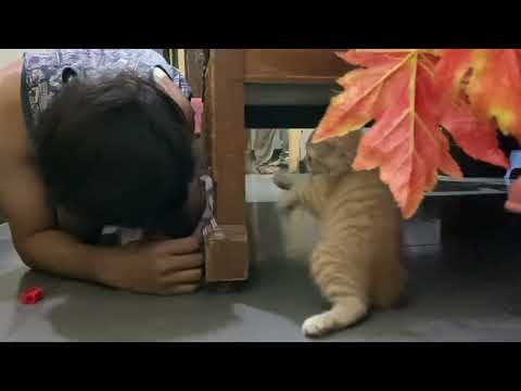 Cute kitten playing with me 👀😻😻