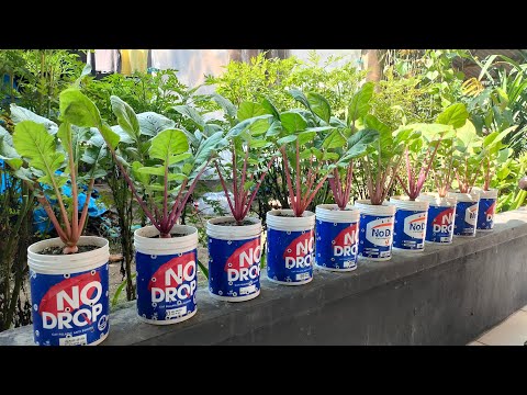 , title : 'menanam lobak merah di balkon rumah sangat mudah || plant red radish on the balcony of the house'