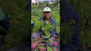 Damianita Daisy Care & Growing Tips