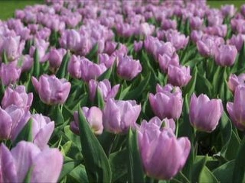 Nature: Holland's Keukenhof Gardens