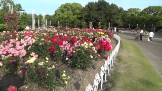鶴舞公園(花祭り•バラが満開！)Flower Festival, rose