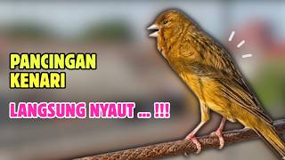 Download lagu Suara PANCINGAN Kenari PAUD Belajar Bunyi Ngeriwik || Masteran Kenari Paud #687 mp3