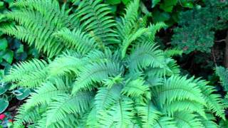 Peace of Mind : Cindy Burns/Photos  Mindy Smith/Music