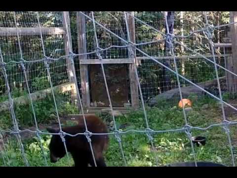 Tasha awake and smelling the air  06/09/16