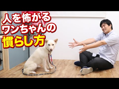 犬を一人でいることに慣れさせる方法