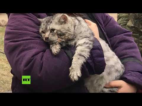 Bomberos rusos resucitan a un gato rescatado de una casa incendiada