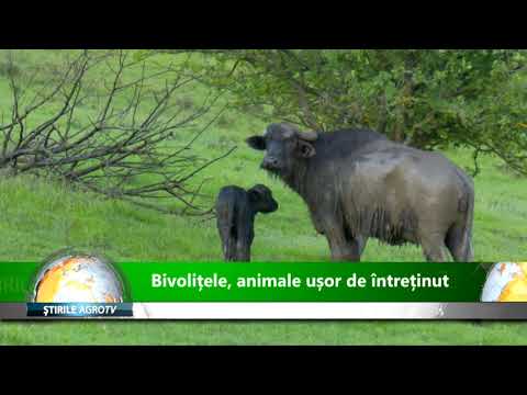 Bivolitele animale usor de intretinut 28 07 2020