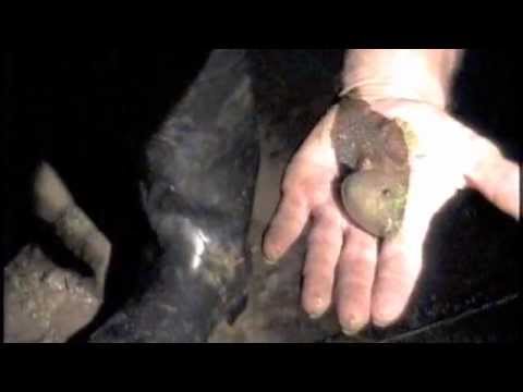 成長するほど小さくなるカエルがいる。「アベコベガエル」 | カラパイア