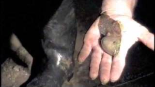 The Paradox Frog, largest tadpole in the world!