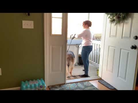 Tidus playing Disengagement Pattern Game by Absolute Dogs out front door